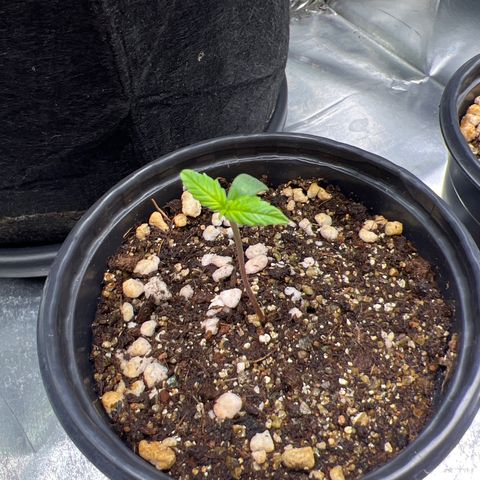 MaCheese AN growlog timeline photo