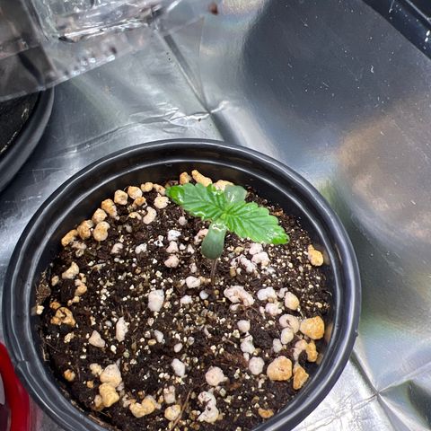 MaCheese AN growlog timeline photo