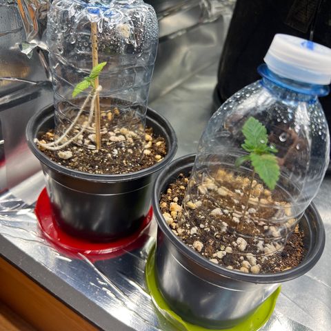 MaCheese AN growlog timeline photo