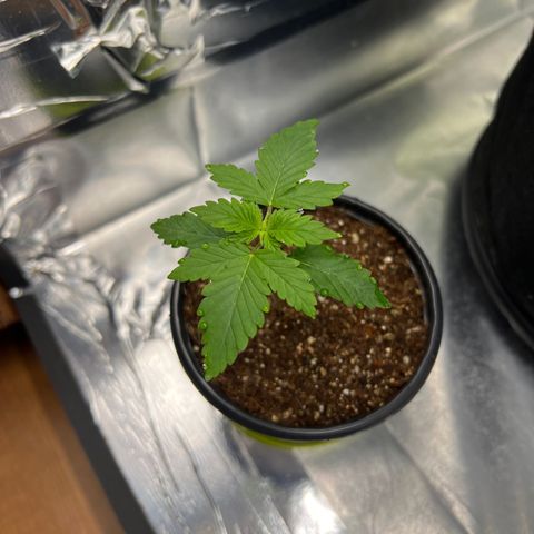 MaCheese AN growlog timeline photo