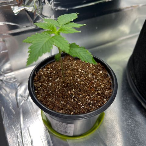 MaCheese AN growlog timeline photo