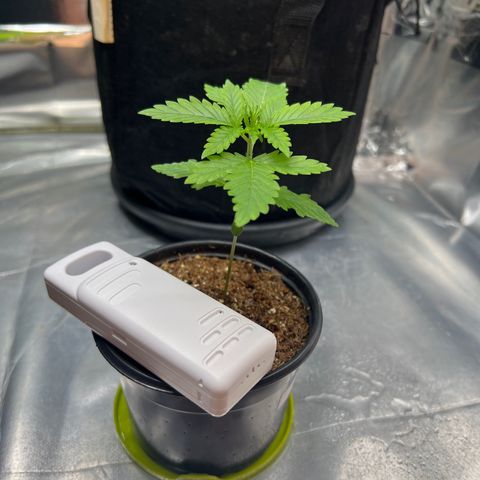 MaCheese AN growlog timeline photo