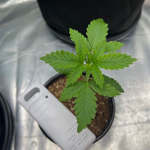 MaCheese AN growlog timeline photo