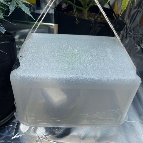 MaCheese AN growlog timeline photo