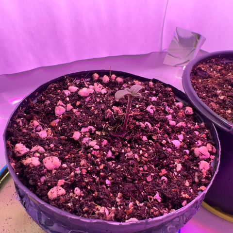 MaCheese FM growlog timeline photo