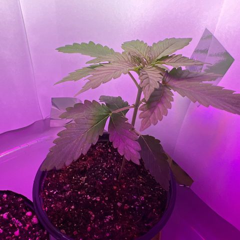 MaCheese AN growlog timeline photo