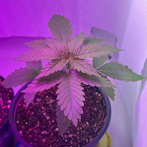 MaCheese AN growlog timeline photo