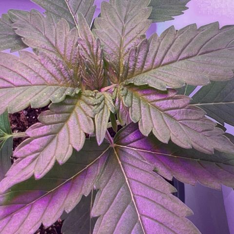 MaCheese AN growlog timeline photo