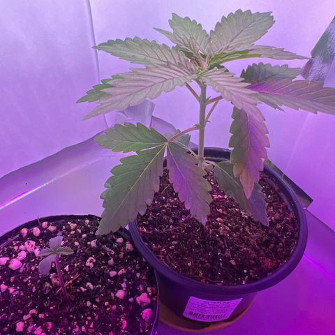 MaCheese AN growlog timeline photo
