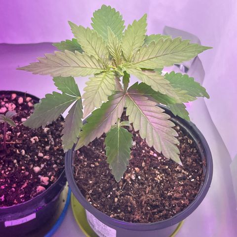 MaCheese AN growlog timeline photo