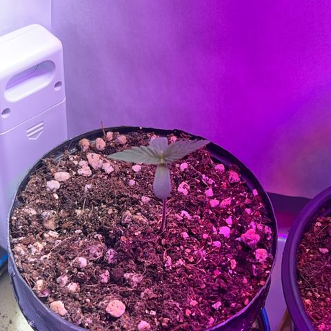MaCheese FM growlog timeline photo