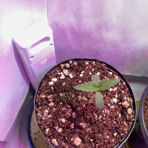 MaCheese FM growlog timeline photo