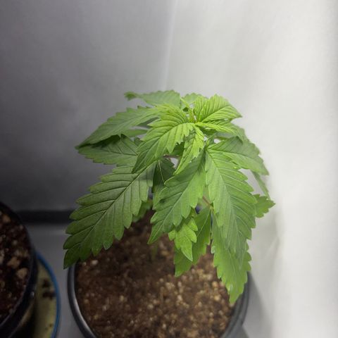 MaCheese AN growlog timeline photo