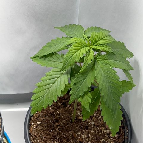 MaCheese AN growlog timeline photo