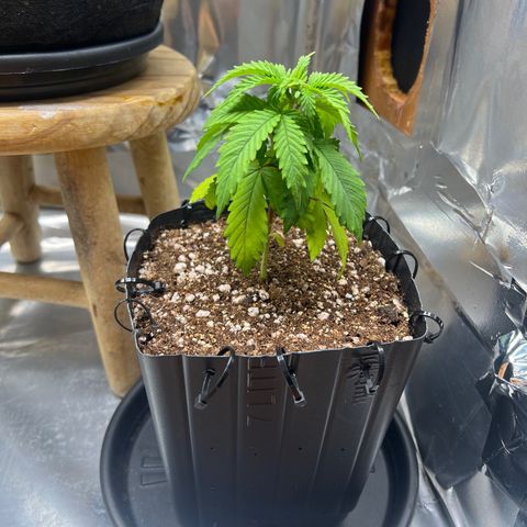 MaCheese AN growlog timeline photo
