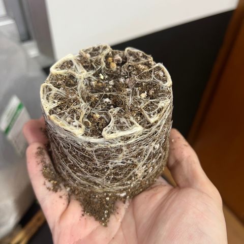 MaCheese AN growlog timeline photo