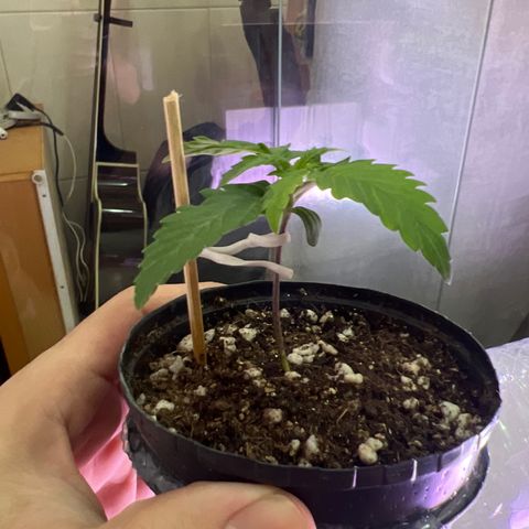 MaCheese FM growlog timeline photo