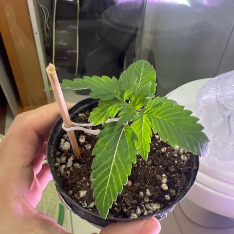 MaCheese FM growlog timeline photo
