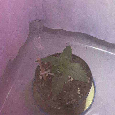 MaCheese FM growlog timeline photo