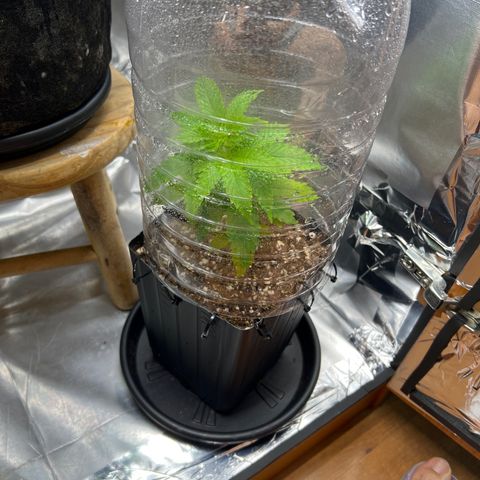 MaCheese AN growlog timeline photo