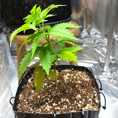 MaCheese AN growlog timeline photo