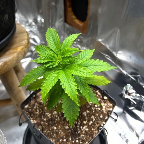 MaCheese AN growlog timeline photo