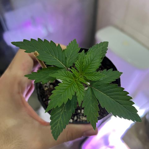 MaCheese FM growlog timeline photo
