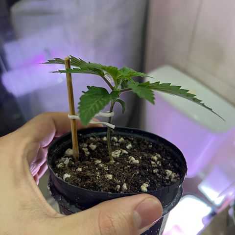 MaCheese FM growlog timeline photo