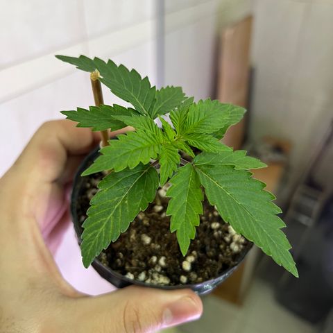 MaCheese FM growlog timeline photo