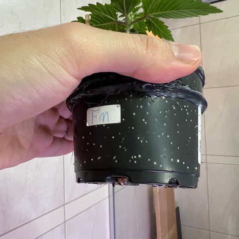 MaCheese FM growlog timeline photo