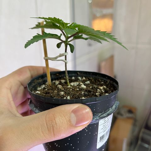MaCheese FM growlog timeline photo