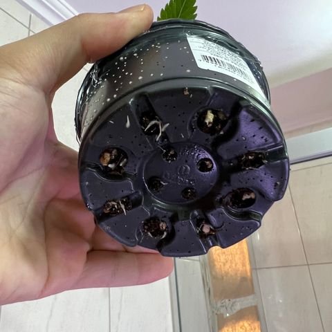 MaCheese FM growlog timeline photo