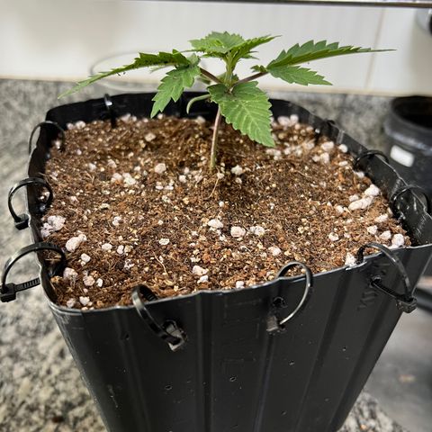 MaCheese FM growlog timeline photo
