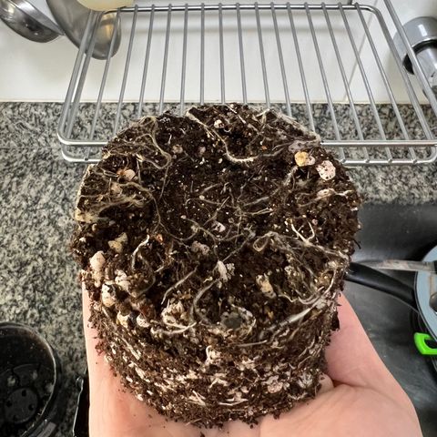MaCheese FM growlog timeline photo