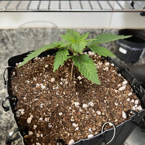 MaCheese FM growlog timeline photo