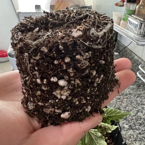 MaCheese FM growlog timeline photo