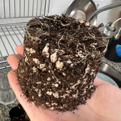 MaCheese FM growlog timeline photo