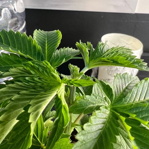 MaCheese AN growlog timeline photo
