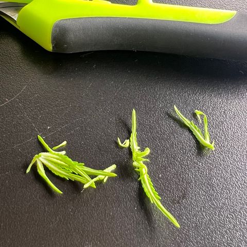 MaCheese AN growlog timeline photo