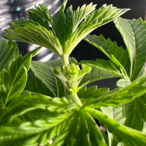MaCheese AN growlog timeline photo