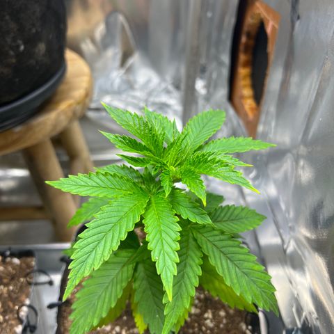 MaCheese AN growlog timeline photo