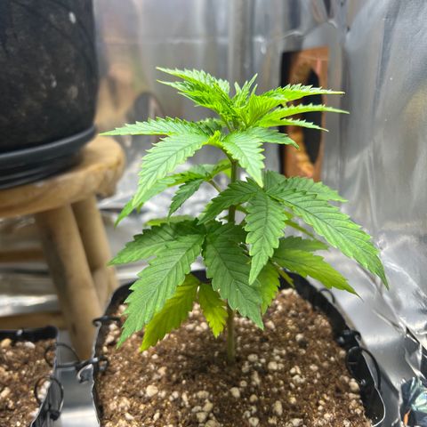 MaCheese AN growlog timeline photo