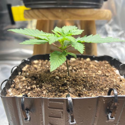 MaCheese FM growlog timeline photo