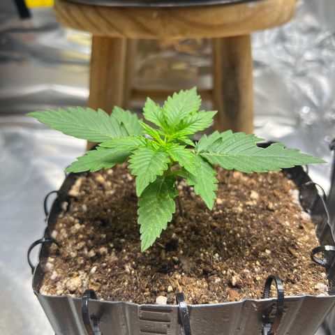 MaCheese FM growlog timeline photo