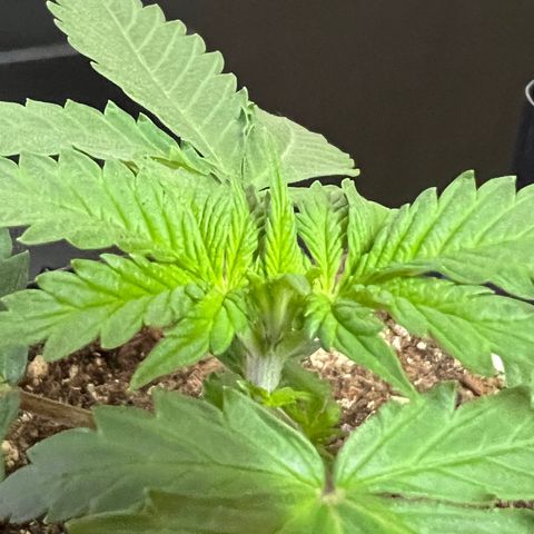 MaCheese FM growlog timeline photo