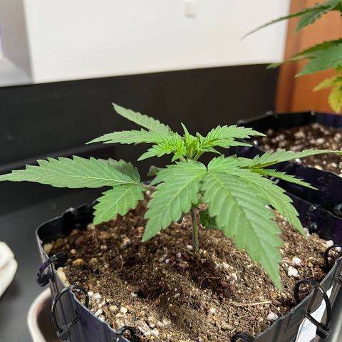 MaCheese FM growlog timeline photo