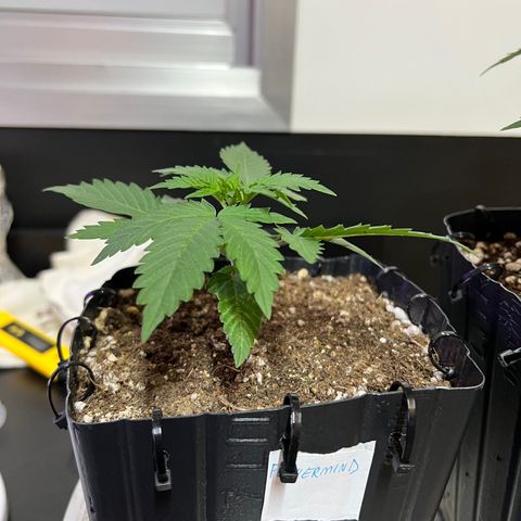 MaCheese FM growlog timeline photo
