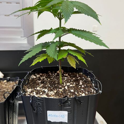MaCheese AN growlog timeline photo