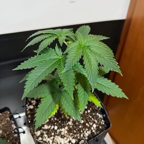 MaCheese AN growlog timeline photo
