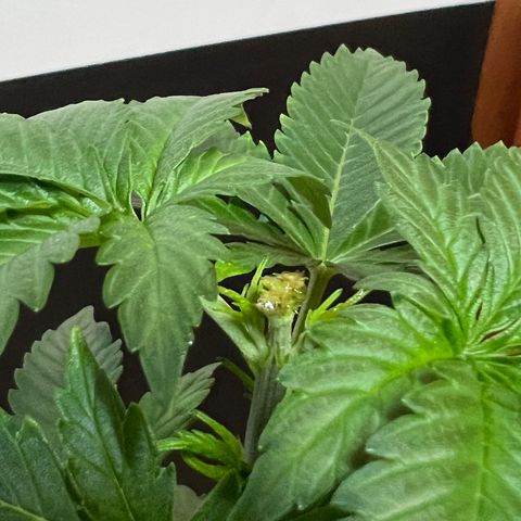 MaCheese AN growlog timeline photo